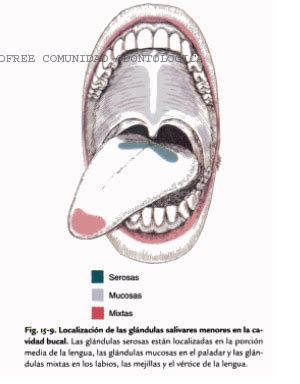 Embriologia Buco dental: Que es la saliva?