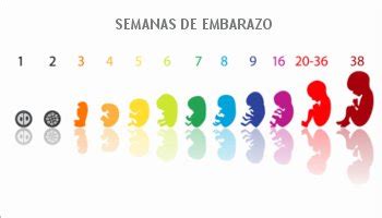 embrión | Una nueva vida