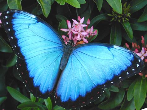 Emerging from the Chrysalis – Your Butterfly Oracle for ...