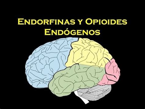 EMP Neurociencias: Endorfinas y opioides endógenos   YouTube