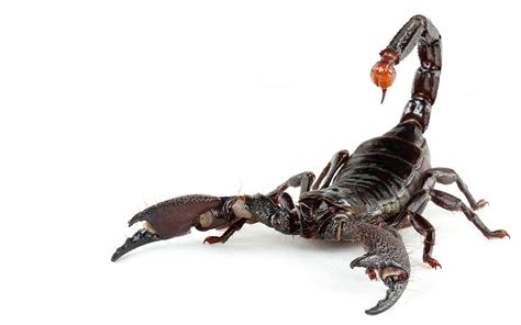 Emperor Scorpion | Pandinus ımperator