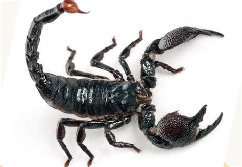 Emperor Scorpion Sting