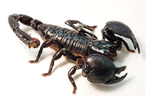 Emperor scorpion   Wikipedia