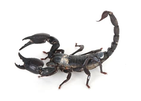 Emperor Scorpions   Pest Control, Facts & Information ...