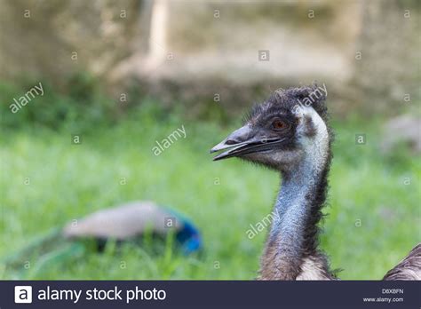 Emu, Dromaius novaehollandiae, Zoologico de Cali, Cali Zoo ...