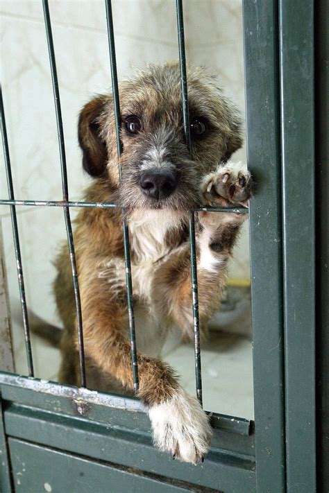En España se abandonan 150.000 animales al año | Noticias ...
