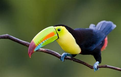 En peligro de extinción 122 especies de aves en Colombia ...