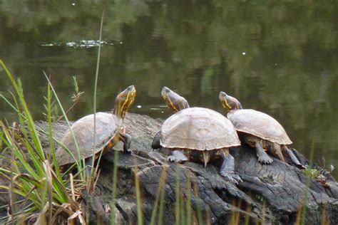 Enamórese de los 10 animales más bellos de la fauna de ...