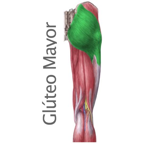 Encantador Glúteo Anatomía Muscular Colección   Anatomía ...