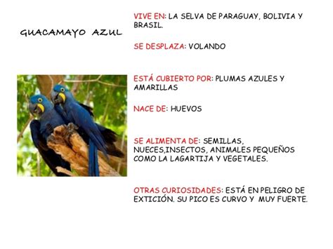 Enciclopedia de aves 2013