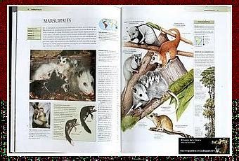 Enciclopedia de los animales   Paperblog