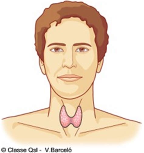 Enciclopedia Salud: Definición de Glándula tiroides