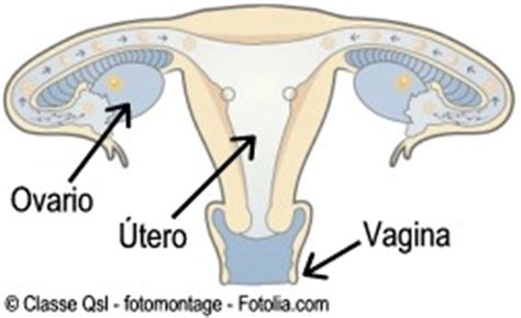Enciclopedia Salud: Definición de Ovario