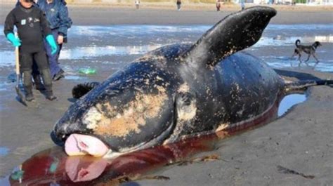 Encuentran una ballena varada en la playa de Noja   El ...