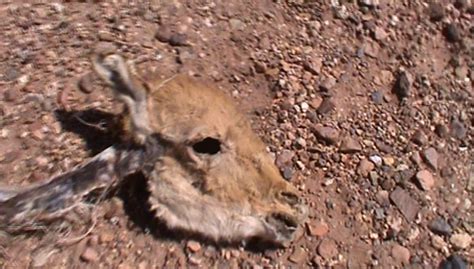 Encuentran vicuñas desolladas en la Reserva Nacional Los ...