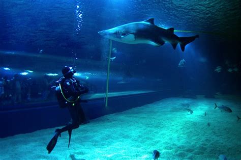 Encuentro con tiburones | Oceanografic Valencia