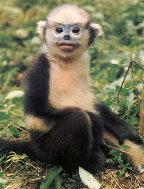 Endangered Monkeys and Apes   ENanimal.com
