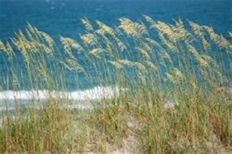 Endangered Wild Sea Oats... You can legally grow your own ...