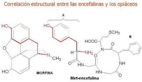 Endorfinas   plantasParaCurar.com