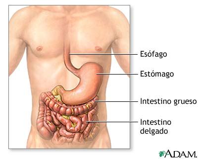 Enfermedad inflamatoria intestinal   Serie: MedlinePlus ...