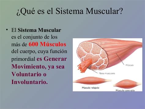 Enfermedades Del Sistema Muscular Slideshare | Autos Weblog