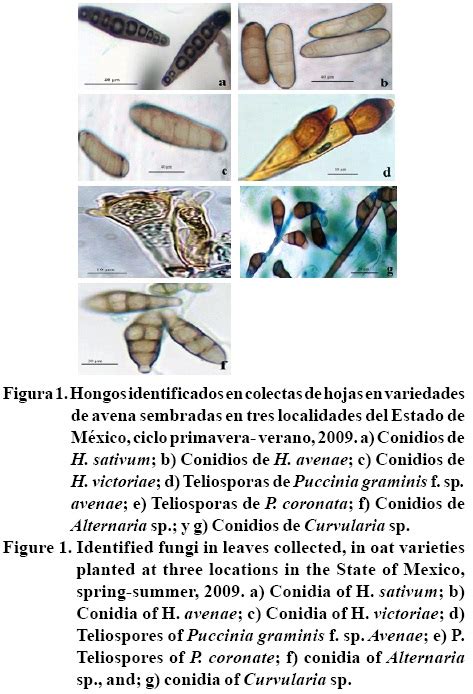 Enfermedades fungosas asociadas al cultivo de avena  Avena ...