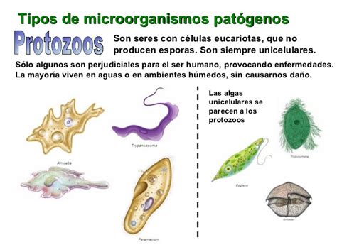 Enfermedades Infecciosas: microorganismos