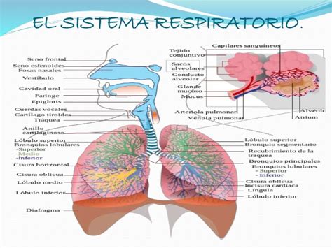Enfermedades sistema respiratorio ppt