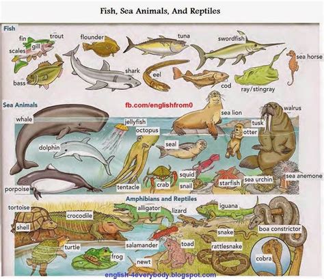 English For Beginners: Fish, sea animals and reptiles ...
