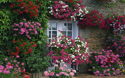 English Garden Flowers English Garden Flowers | Gardening ...