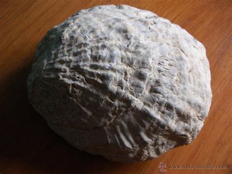 enorme fosil concha en piedra gran fosil molusc   Comprar ...