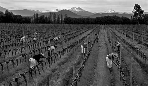 ENOTECA エノテカ・ワイン通信: 今注目を集める「フェアトレードワイン」