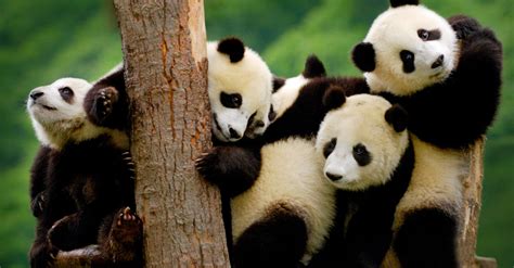 Entérate: Los pandas ¡YA NO ESTÁN EN PELIGRO DE EXTINCIÓN!