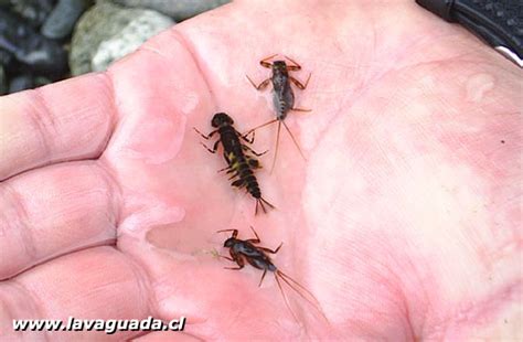 Entomología para la pesca con mosca: Efemerópteras o ...