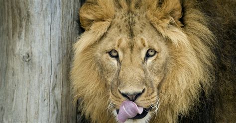 Entradas al Zoológico de Schönbrunn: Viena