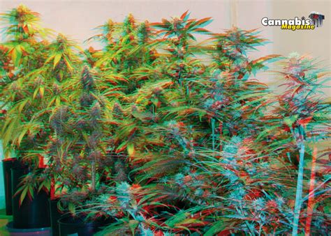 Entrar en 3D | Marihuana | Uncategorised
