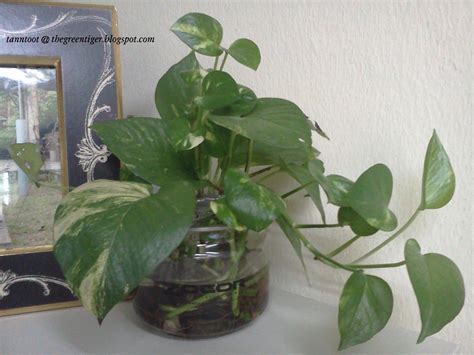 Epipremnum aureum, also known as Golden Pothos/Money Plant ...