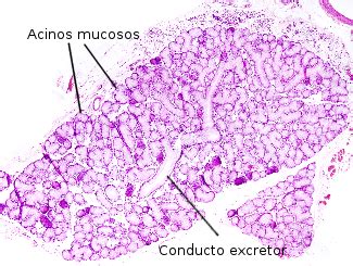 Epitelial: gládula exocrina. Atlas de Histología Vegetal y ...