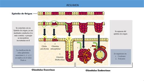 Epitelio glandular: Glándulas Exocrinas y Endocrinas ...