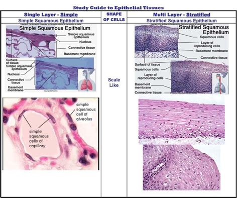 Epithelial And Connective Tissue Study Guide / Novel Drug ...
