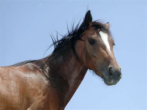 equine horse brown   horse