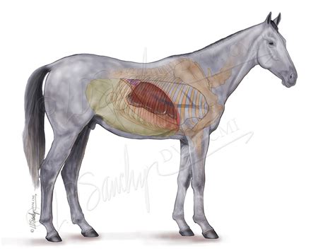 Equine Liver and Gastrointestinal Anatomy – Sawchyn ...