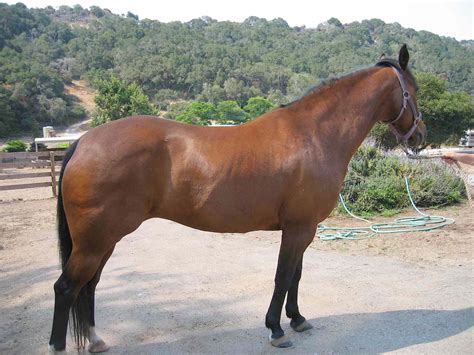 Equine metabolic syndrome