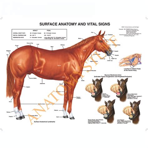 Equine Surface Anatomy Laminated Chart / Poster 2536 ...