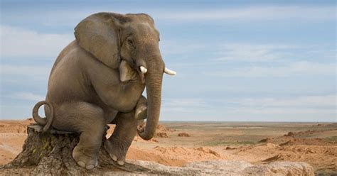 E’ arrivato il momento di spostare l’elefante | Un mondo a ...