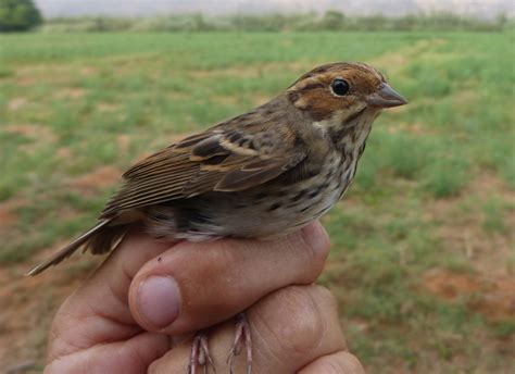 Escribano pigmeo, nueva especie para Marruecos. | Climatique