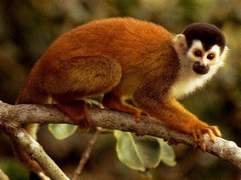 Escuchar sonido del mono – MP3 – Zoo : Sonidos de Animales