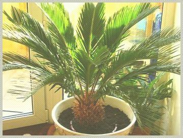 Eskozo | Tipos de palmeras de interior