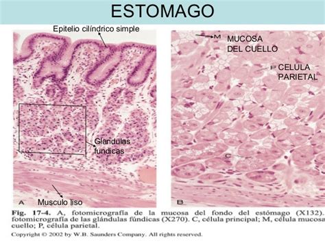 Esofago  Histologia