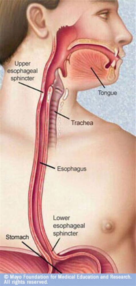 Esophagus And Trachea Anatomy   Human Anatomy Diagram